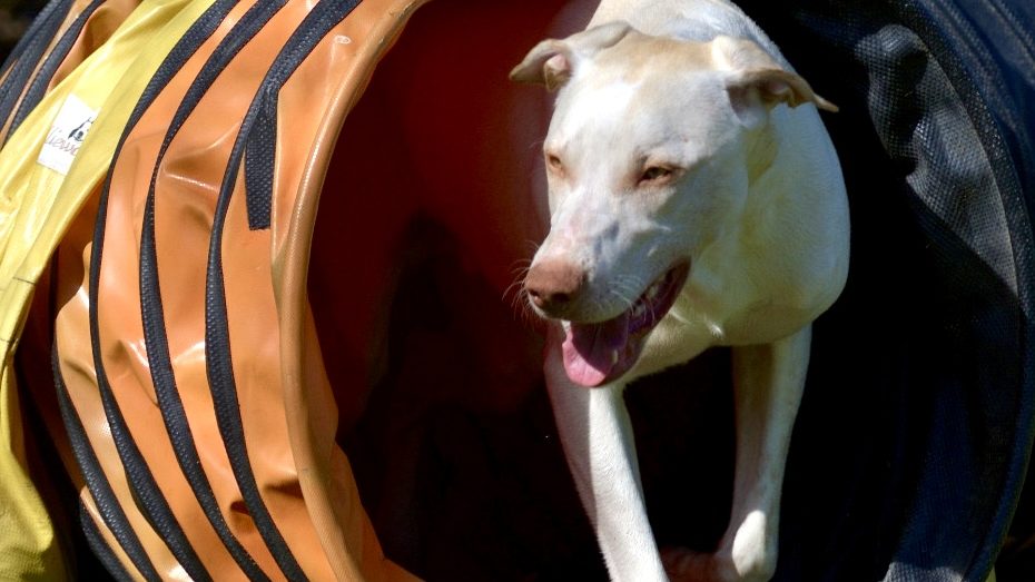 Ein Hund bewegt sich durch einen Trainingstunnel