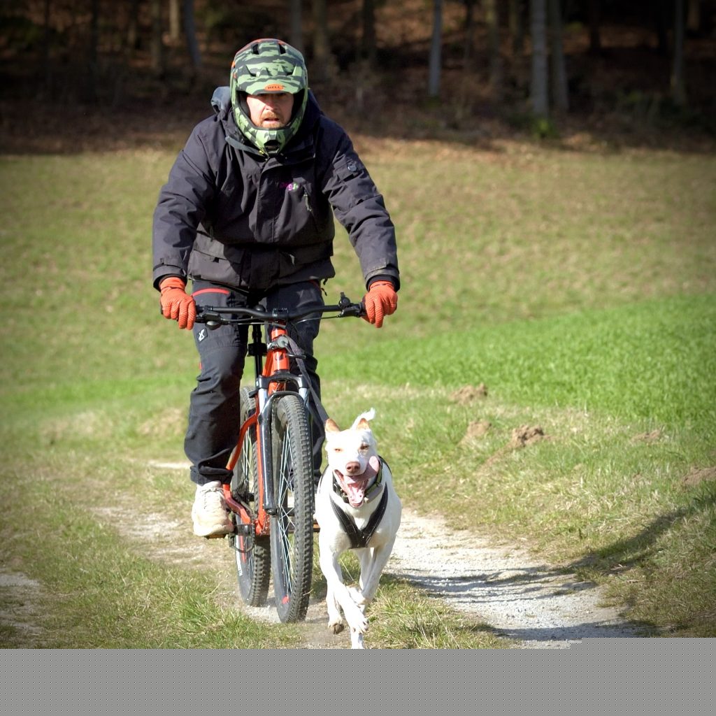 Ein Hund läuft im Zug vor einem Fahrrad auf einem Feldweg